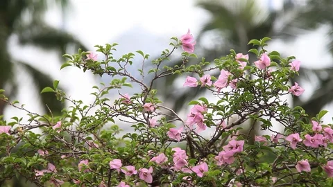 Rack focus from pink flowers to Temple in Kelang Stock Footage 104417874