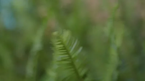 Rack Focus on a Plant Blowing by the Wind Video stock 243683471