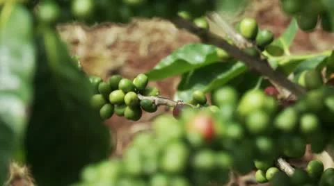 Rack Focus Plant Video stock 11429538