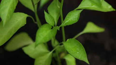 Rack Focus Plant.mp4 Stock Footage 52101385