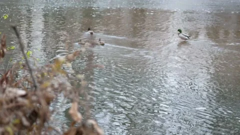 Rack Focus from Plants to Ducks Swimming in Creek Water Video stock 146806087