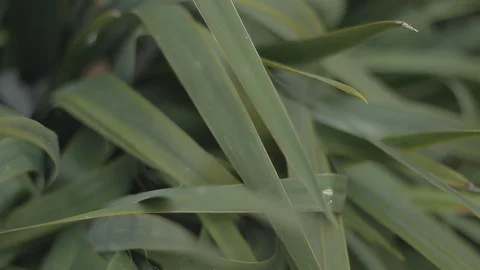 Rack Focus Plants in Front Garden bed Stock Footage 106681588