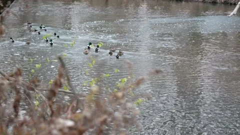 Rack Focus from Plants to Group of Ducks Swimming Up Creek in the Distance Video stock 146806033