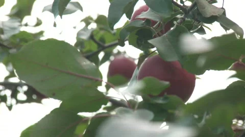 Rack Focus Plum Tree Stock Footage 663412