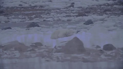 Rack focus polar bear goes back to sleep Stock Footage 158770237