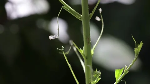 Rack Focus Praying Mantis and Green Caterpillar Encounter Part II Stock Footage 230572956