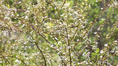 RACK FOCUS PREBUDS Stock Footage 183100310