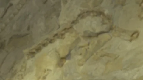 Rack Focus Prehistoric Dinosaur Bones Stuck in Wall of Bones Stock Footage 121590730