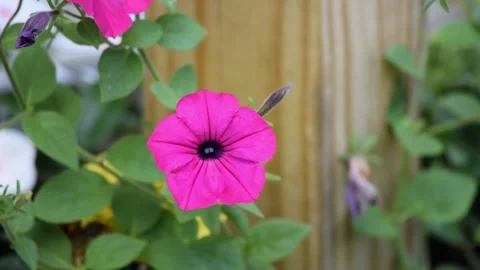 RACK FOCUS ON A PRETTY PINK FLOWER Vidéo 132455120