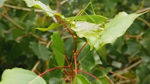 Rack focus pull reveals Mediterranean Katydid camouflaged on green push leaves Stock Footage 297270498