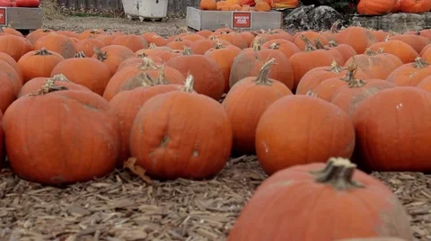 Rack focus pumpkin patch Vídeos de archivo 43096421