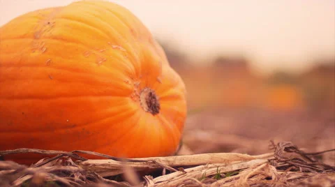 Rack focus of pumpkins at a pumpkin patch Vídeo Stock 58595547