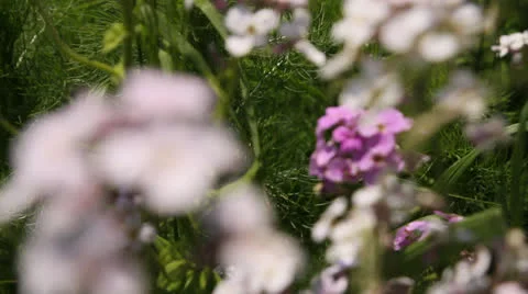 Rack-focus purple flower to white flower and pull back. HD 1080p 24fps. Stock Footage 22706990
