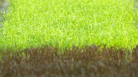 Rack focus to purple rice Stock Footage 52131861