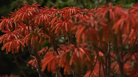 Rack focus on red flowers with bees (Aloe maculata) Stock Footage 10900626