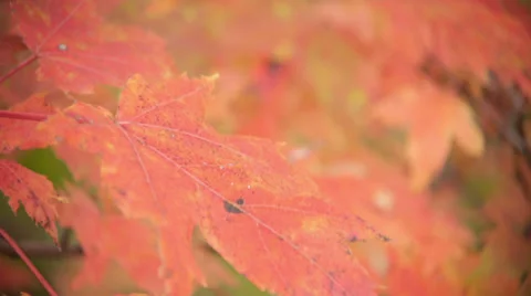 Rack focus of red foliage leaves Stock Footage 33060660