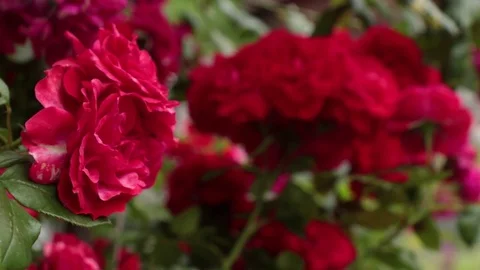 Rack focus on red roses Stock Footage 76354430