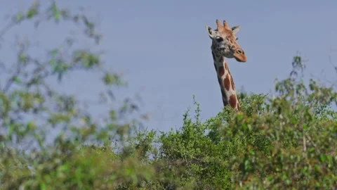 Rack focus of reticulated giraffe looking at camera standing behind bushes Stock Footage 252377366