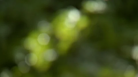 Rack focus to rich dark vegetation Stock Footage 115886538