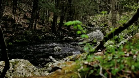 Rack Focus - River to Greenery Stock Footage 11154706