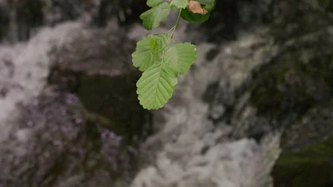 Rack Focus: River Water to Leaf, Sound Stock Footage 340408575
