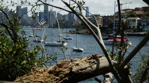 Rack focus rotten tree to Sydney cityscape 6K Stock Footage 301850867
