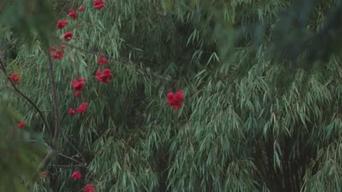 Rack focus from Rowan Berry Branches to Lush Bamboo foliage, Botanical Garden 動画素材 248426543
