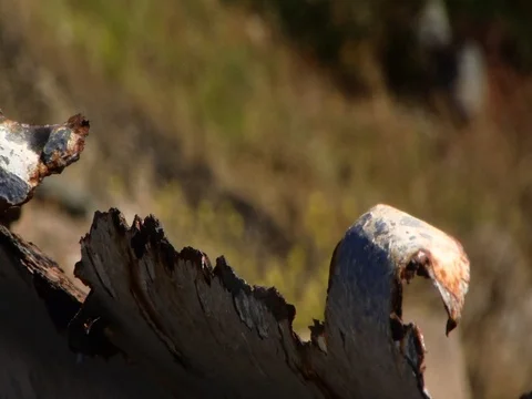 Rack focus from rustic metal to flailing flowers daytime Stock Footage 89196862