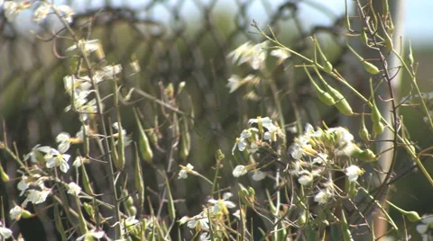 Rack Focus - Rusty Chain Link Fence - Foreground White Flowers Stock Footage 4279913
