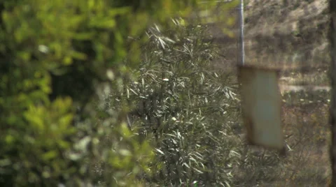 Rack Focus of Rusty Chain Link Fence to Shrubs and Bushes Stock Footage 4280035