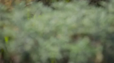 Rack Focus on Sage Like Plant Mt. Kenya Stock Footage 42398036