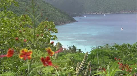 Rack focus from sea to flower Stock Footage 22664948