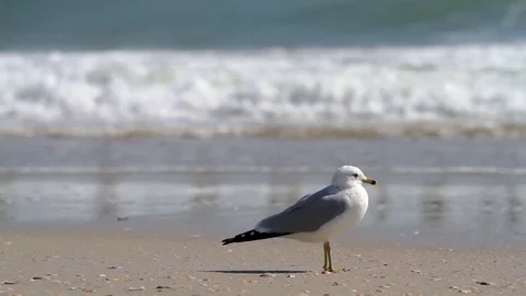Rack focus seagull on the beach Stock Footage