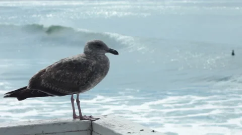 Rack focus of a seagull on a pier to a surfer in the water Stock Footage 56968007