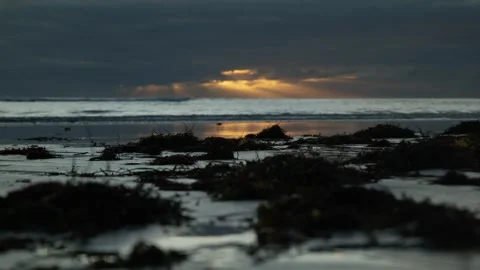 Rack focus seaweed on a Perth beach and sunset 6K Stock Footage 311900497