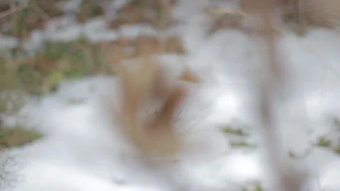 Rack Focus To Seedpod Open In Winter Seed Pod Plant Dead Stock Footage 106681618