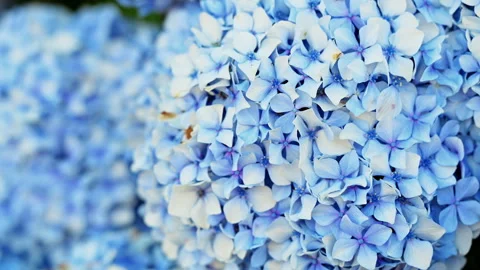 Rack Focus Shift Blue Mophead Hydrangea Clusters Hydrangea Macrophylla Stock Footage 338039385
