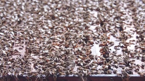 Rack focus shot of honey bees on top of hive in the sun Stock Footage 84264641