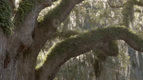 Rack focus shot of Live Oak Trees and Resurrection Ferns Stock Footage 167294081