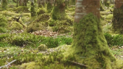 Rack Focus Shot Of Moss Covered Forest Ground Stock Footage 79655043