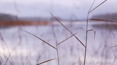Rack focus shot of reeds at a cloudy lake with a dropping stone forming waves in Stock Footage 58831381