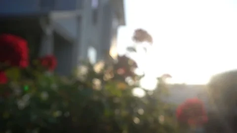 Rack Focus Shot of Roses in Sunlight Stock Footage 98909535
