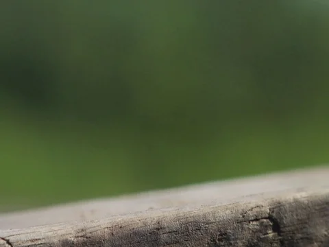 Rack Focus Shot of Side of Boat on River in Amazon Jungle Rainforest Stock Footage 112943214