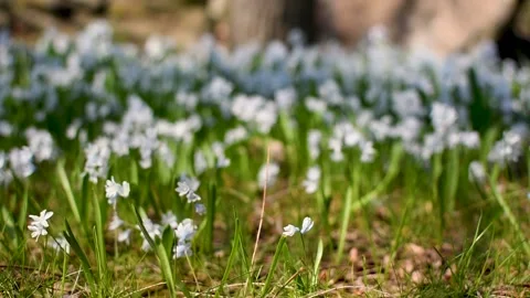 Rack focus shot of small white flowers on the lawn Vídeo Stock 153692652