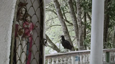 Rack focus shot of vulture and holy mary figurine Stock Footage 153801950