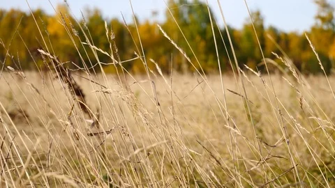 Rack focus shot of wild grass and forest Stock Footage 96749634