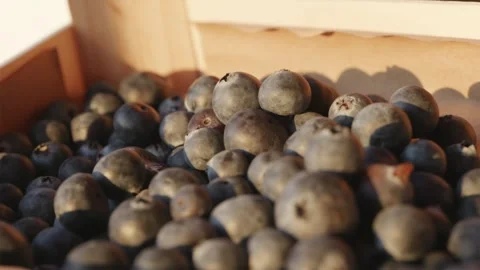 Rack focus shot of a wooden box of ripe blueberries against a glowing summe.. Stock Footage 336807488