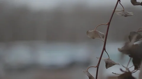 Rack Focus Slide Past Vine To Full Packed Parking Lot Stock Footage 106681625