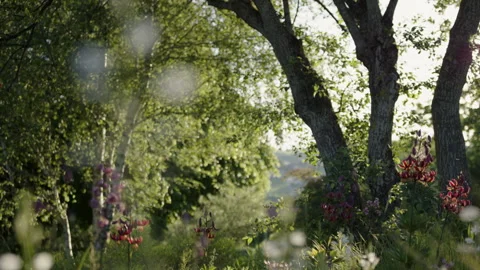 Rack focus slider shot of flowers in a natural garden in the morning Stock Footage 258395656