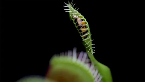 Rack focus on a small bug imprisoned in a Venus flytrap. Ladybug caught. Stock Footage 97943287